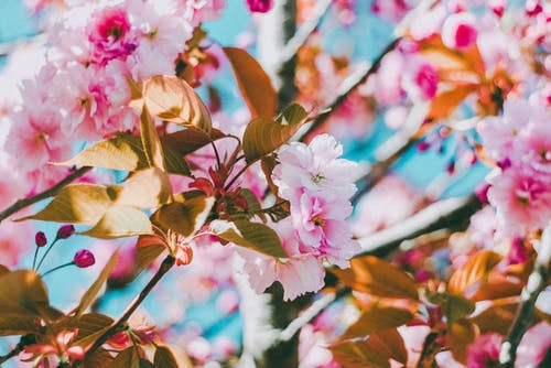 粉红色的花朵的特写照片 · 免费素材图片