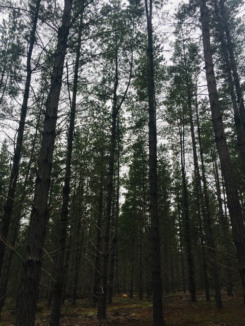 低角度摄影的高大的树木 · 免费素材图片