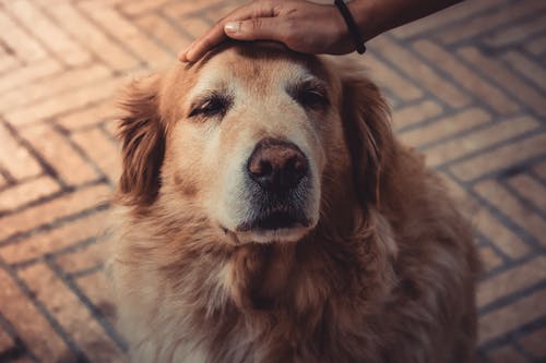 抚摸狗的人的照片 · 免费素材图片