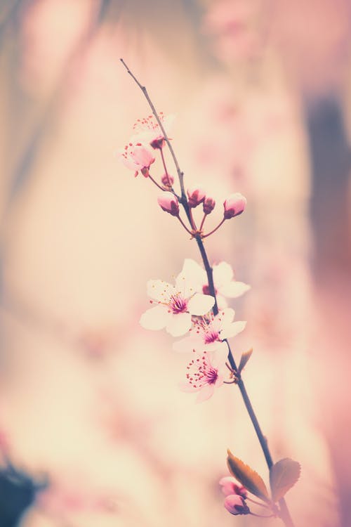 樱花盛开 · 免费素材图片
