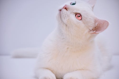 短毛白猫侧身面对 · 免费素材图片