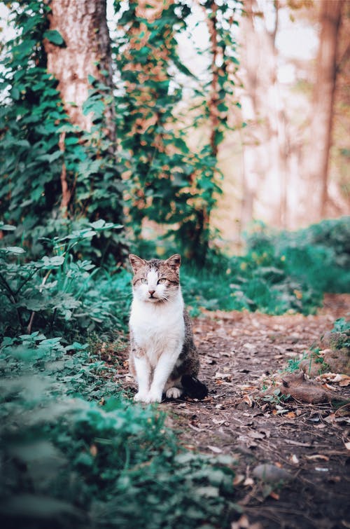 坐在地上的白色和棕色猫的照片 · 免费素材图片