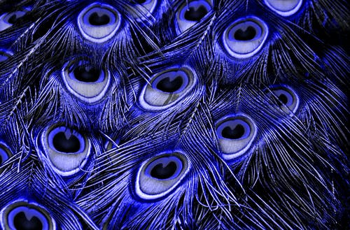 紫色孔雀羽毛 · 免费素材图片