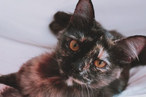黑色和棕色的小猫 · 免费素材图片