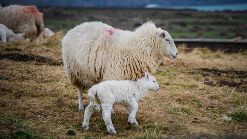 母羊和羔羊场上的照片 · 免费素材图片