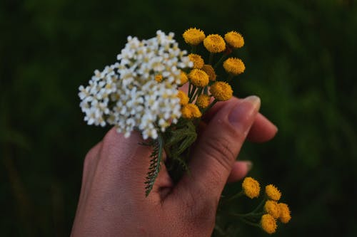 白色和黄色的花朵的选择性聚焦摄影 · 免费素材图片
