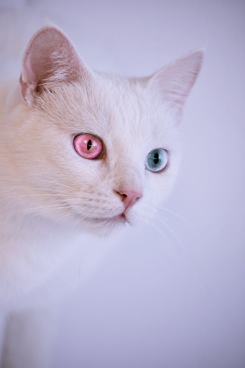 白猫的特写摄影 · 免费素材图片