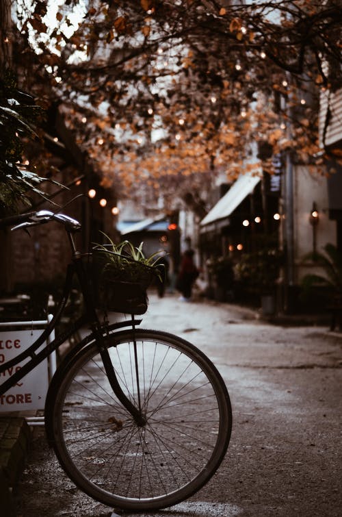 带篮子的自行车停在树附近 · 免费素材图片