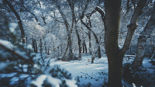大雪覆盖的森林 · 免费素材图片