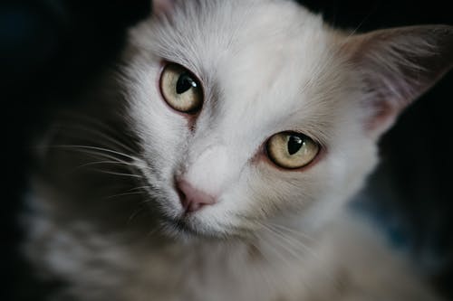白猫的选择性焦点照片 · 免费素材图片