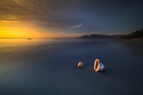 海边的两个贝壳 · 免费素材图片