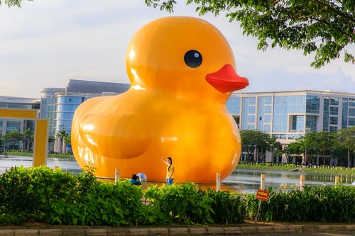 大黄色小鸭漂浮在池塘上 · 免费素材图片