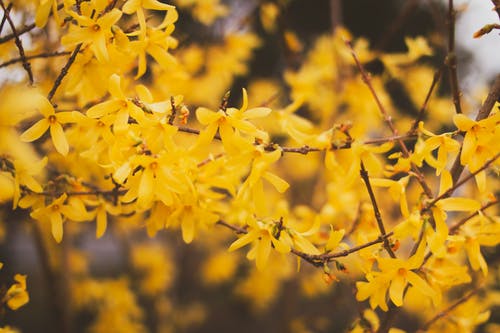 黄花瓣树的选择性聚焦摄影 · 免费素材图片