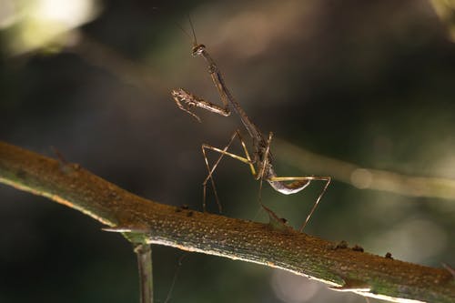 棕色螳螂在树枝上的特写照片 · 免费素材图片