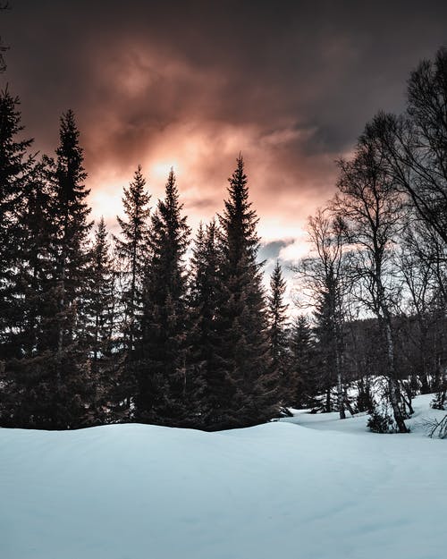 松树在雪地上的视图 · 免费素材图片