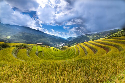 水稻梯田 · 免费素材图片