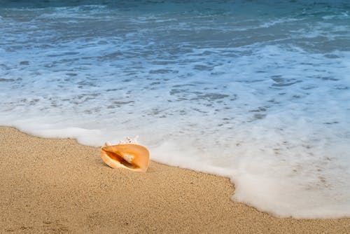 海螺贝壳在沙滩旁边的特写照片 · 免费素材图片