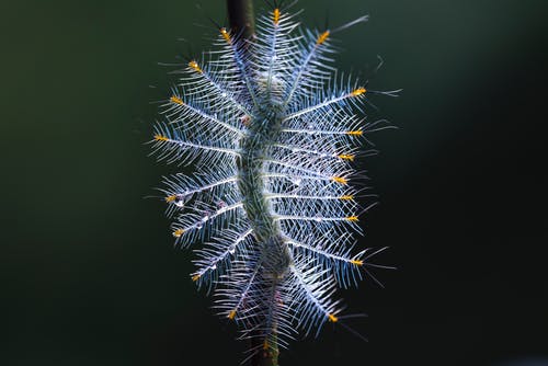 蓝色catterpillar · 免费素材图片