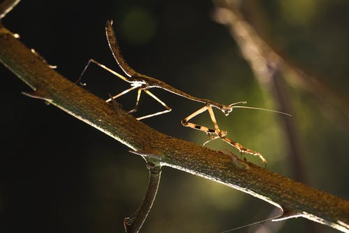 棕色螳螂在树枝上的特写照片 · 免费素材图片