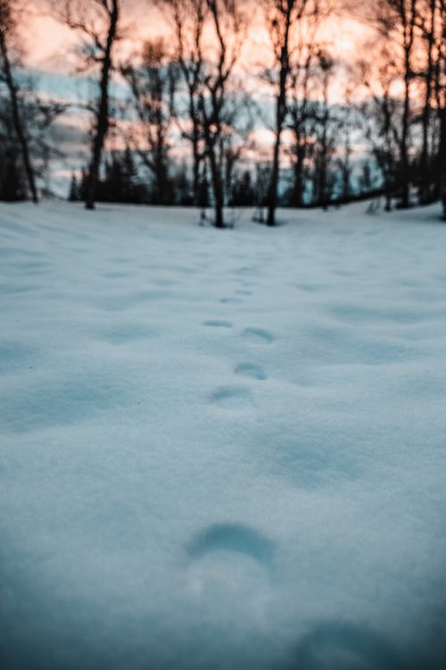 裸体树被雪覆盖 · 免费素材图片