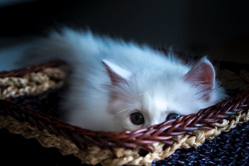 可爱的白色小猫躺在篮子里的特写照片 · 免费素材图片