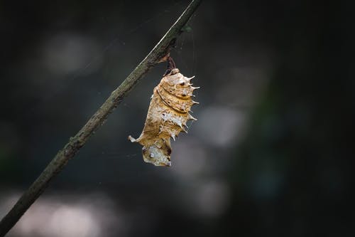 棕色pu的散景摄影 · 免费素材图片