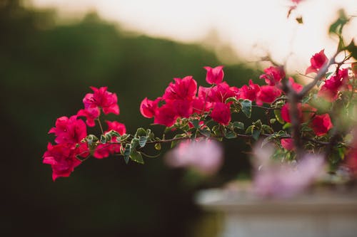红色花朵盛开 · 免费素材图片