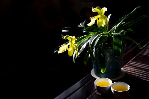 蓝色陶瓷锅上的黄色兰花植物 · 免费素材图片