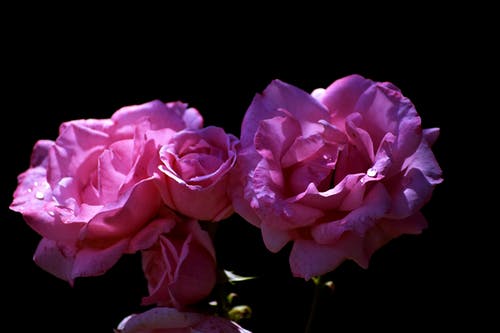 两朵粉红色的玫瑰花朵的特写照片 · 免费素材图片