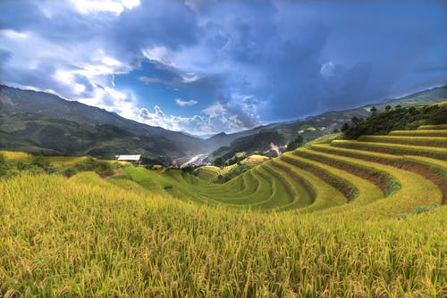绿稻田 · 免费素材图片