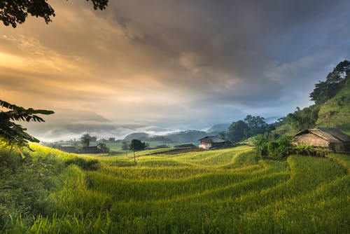 稻田包围的房子 · 免费素材图片