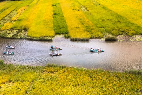 稻田之间河上的船 · 免费素材图片
