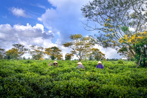 三人站在植物附近 · 免费素材图片