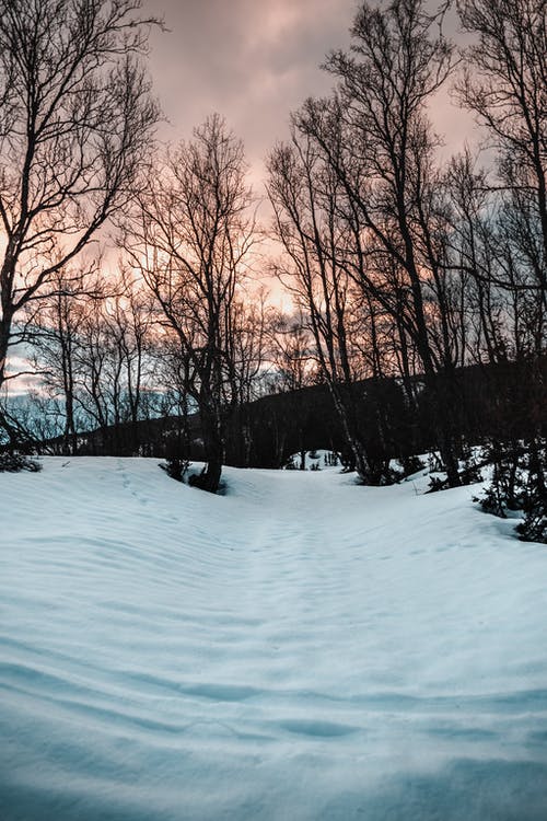 雪上的裸树 · 免费素材图片