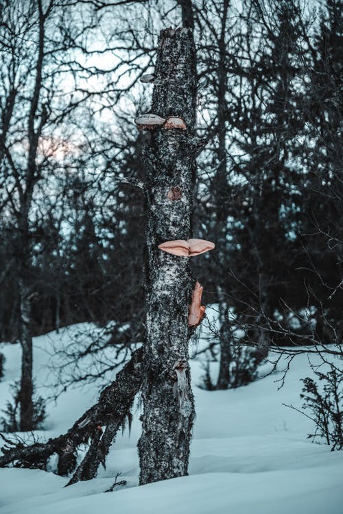 光秃秃的树木 · 免费素材图片
