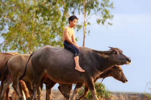 男孩骑着水牛 · 免费素材图片