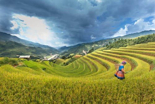 站在稻田上的女人 · 免费素材图片