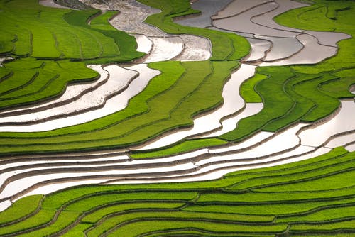 绿色水稻梯田的航拍 · 免费素材图片
