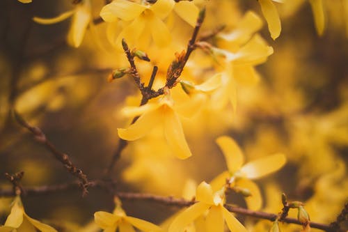 黄色的花开 · 免费素材图片