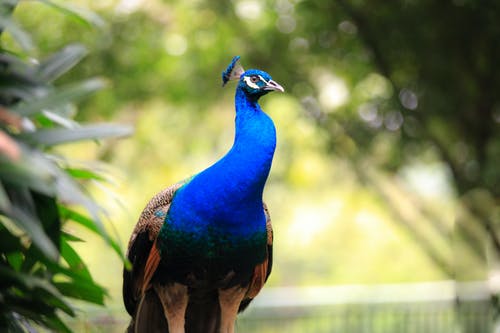 蓝色和棕色孔雀 · 免费素材图片