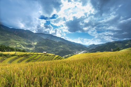 山坡上的绿色农场场 · 免费素材图片