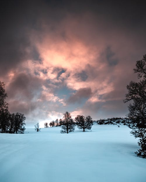 雪原上的树木 · 免费素材图片