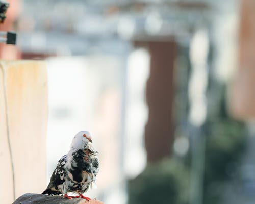 鸟的选择性聚焦照片 · 免费素材图片