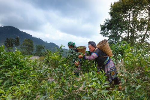 女人采摘水果在灰色的天空下 · 免费素材图片