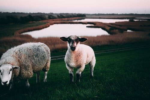 两只白羊在草地上 · 免费素材图片