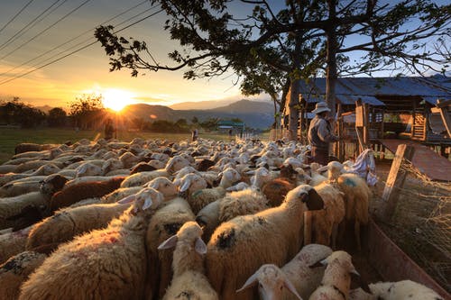 羊群聚焦摄影 · 免费素材图片