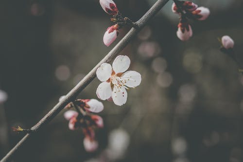 白花的特写照片 · 免费素材图片