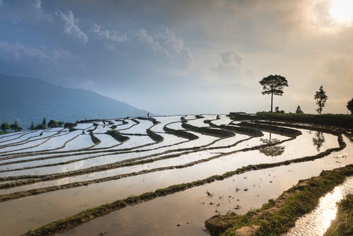 蓝蓝的天空下的稻田 · 免费素材图片