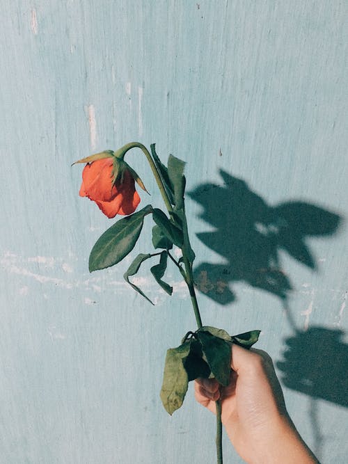 拿着红玫瑰的人的照片 · 免费素材图片