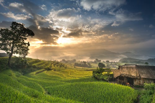 蓝蓝的天空下的稻田 · 免费素材图片